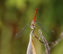 Sympetrum ambiguum