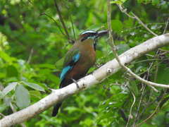 Eumomota superciliosa