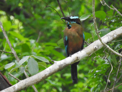 Eumomota superciliosa