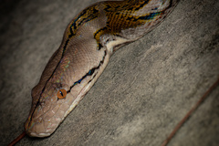 Malayopython reticulatus
