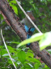 Eumomota superciliosa