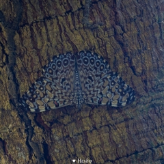 Hamadryas