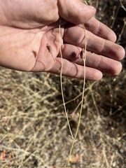 Cordylanthus pringlei