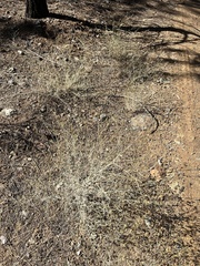 Cordylanthus pringlei