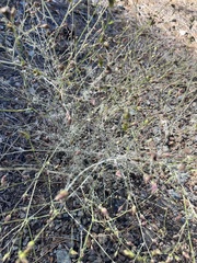 Cordylanthus pringlei