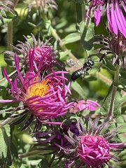 Ceratina