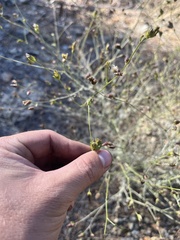 Cordylanthus pringlei