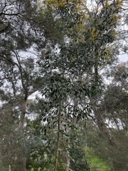 Acacia pycnantha