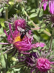 Ceratina