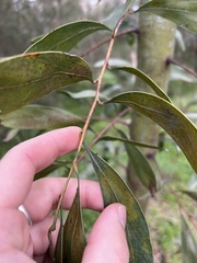 Acacia pycnantha