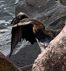Anhinga novaehollandiae