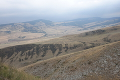 Juniperus polycarpos