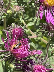 Ceratina