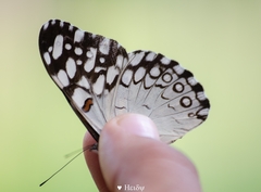 Hamadryas