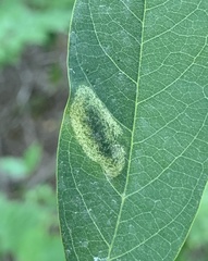 Macrosaccus robiniella