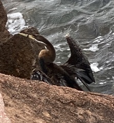 Anhinga novaehollandiae