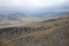 Juniperus polycarpos