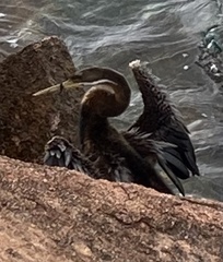Anhinga novaehollandiae