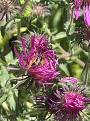Ceratina