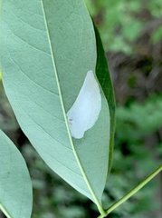 Macrosaccus robiniella