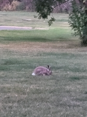Lepus townsendii
