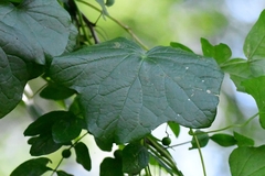 Menispermum canadense