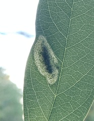 Macrosaccus robiniella