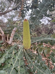 Banksia grandis
