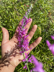 Salvia purpurea