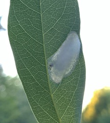 Macrosaccus robiniella