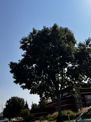Acer platanoides