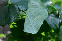 Menispermum canadense