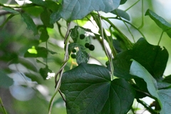 Menispermum canadense