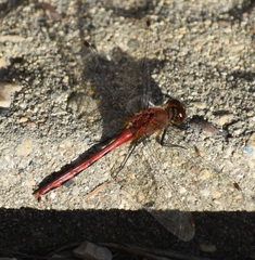 Sympetrum obtrusum