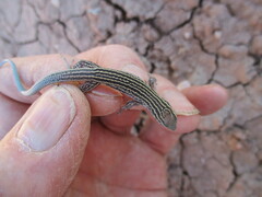 Aspidoscelis neomexicanus