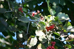 Crataegus chrysocarpa