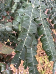 Banksia grandis