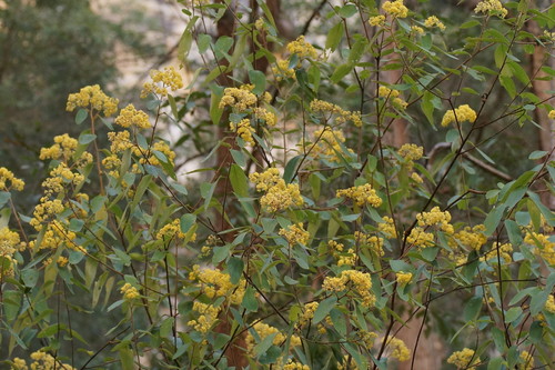 Pomaderris lanigera (Andrews) Sims