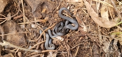 Cryptophis nigrescens