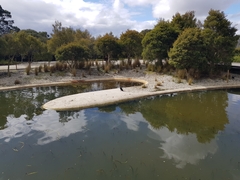 Microcarbo melanoleucos