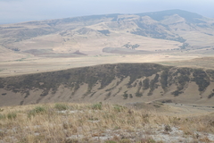 Juniperus polycarpos