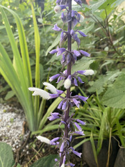 Salvia divinorum