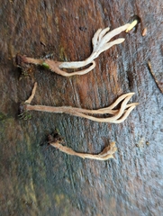 Clavulina castaneipes
