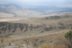 Juniperus polycarpos