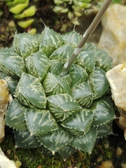 Haworthia cooperi