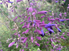 Salvia semiatrata