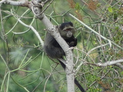 Cercopithecus mitis