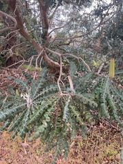 Banksia grandis