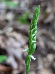 Spiranthes ovalis erostellata