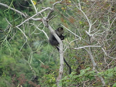 Cercopithecus mitis
